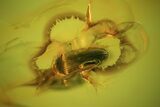 Fossil Beetle (Elateridae) In Baltic Amber #50608-1